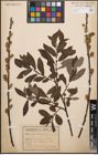 Foto von Salix cinerea L.